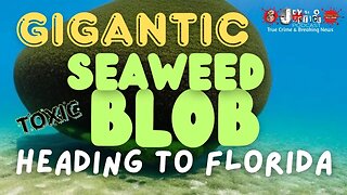 MASSIVE Seaweed Blob Heading Towards Florida Beaches #florida #seaweed