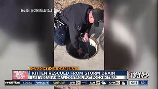 Las Vegas animal control rescues kitten from storm drain