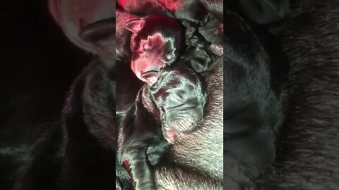 Truffles had puppies!