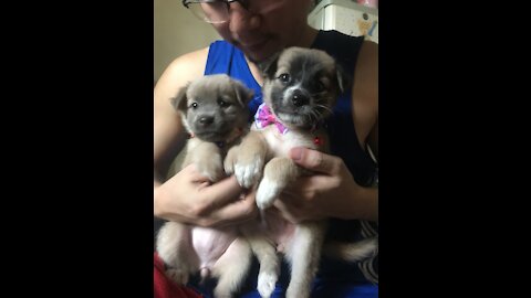 Two Cute Lovely Chowpitz Puppies
