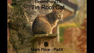 DreamPondTX/Mark Price - Tin Roof Cat (Pa4X at the Pond, PP)