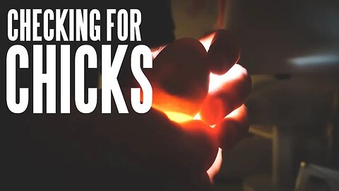 How To Candle An Egg - Looking For Chicks In Our Incubated Eggs