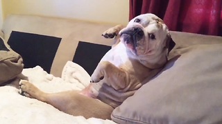 Bulldog hates being serenaded, growls in protest
