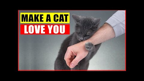 10 Scientific Ways to Get a Cat to Like you and become a cat lover.