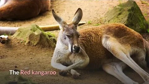 🦘 Discover the World of Red Kangaroos 🌏