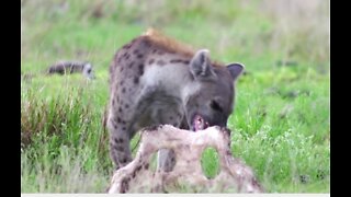 Funny animal and animal planet love story video!