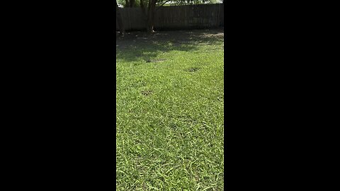 Brandy, Our Dog, Playing in the Yard