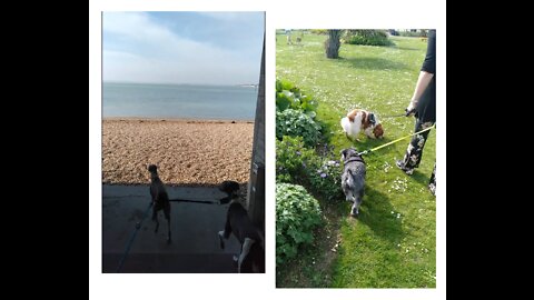 Happy Doggies Enjoying the Beach