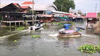 Cleaning Common water hyacinth at Sai Noi in Nonthaburi, Thailand