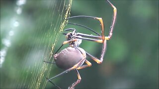 Spider at work.