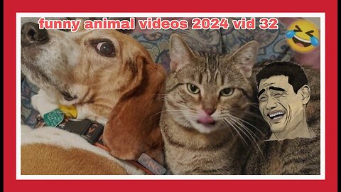 🤣🤣🤣 Funny animal videos 2024 🤣🤣🤣🤣