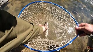 Colorado small creek fly fishing