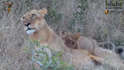 Daughters Of The Mapogo Lions - Rebuilding The Othawa Pride - 59: Finishing Off A Warthog (6 Cubs)