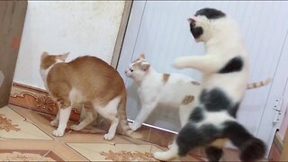 🐱🐱Funny and cute cats videos🐱🐱 of all time that make you laugh out loud 😂😂😂
