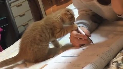 Playful kitten makes it difficult for owner to do homework