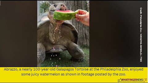 Abrazzo, a nearly 100-year-old Galapagos Tortoise at the Philadelphia Zoo