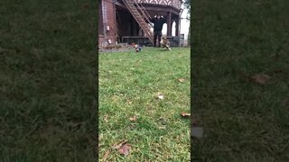 A chihuahua runs for his life