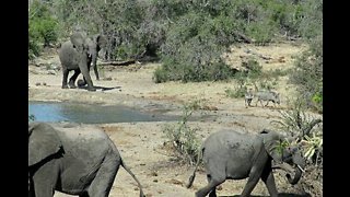 Grumpy Elephant Chases Thirsty Warthogs Away From Watering Hole