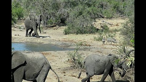 Grumpy Elephant Chases Thirsty Warthogs Away From Watering Hole