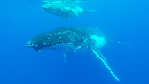 Diver's incredible encounter with humpback whale and her newborn calf