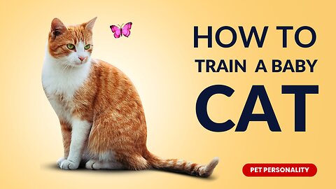 How to Train a Baby Cat 😽 🐱 | Easy Tips for a Well-Behaved Pet | rumble video 2023