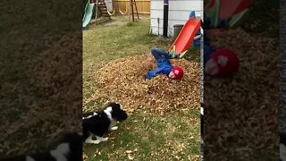 Son's Leaf Pile Dive- Puppy Attacks Boy- Fall Fun