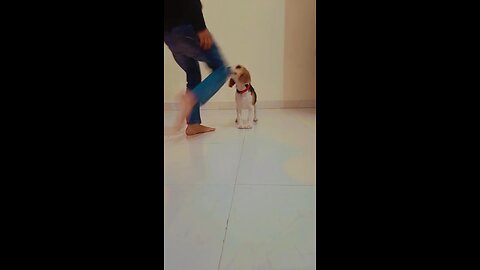 Beagle Playing