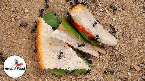 Ant Colony vs Turkey Sandwich Time Lapse 4k