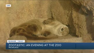 Milwaukee zoo hosts 'Zootastic' evening event