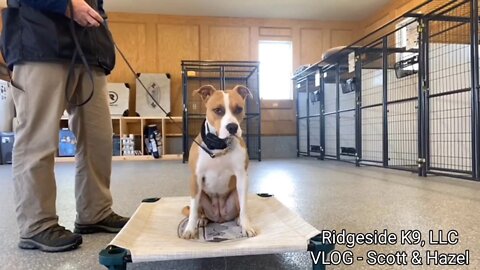 Reactive / Aggressive Pitbull Rehabilitation. Ridgeside K9, LLC