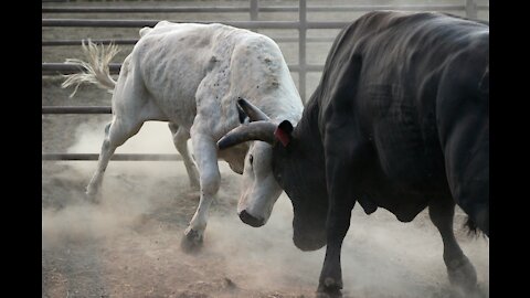 Every day two bulls Fight|