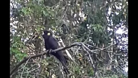 Yellow tailed black cockatoo scared my horses