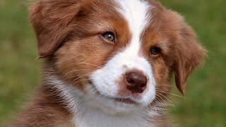 Cute puppies playing in the green park