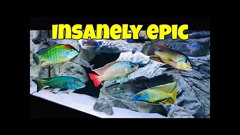 Colorful GREEN African Cichlids (Amazing)