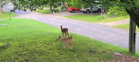 Twin fawns playing