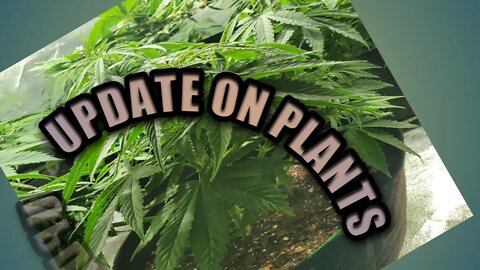 Update on Plants