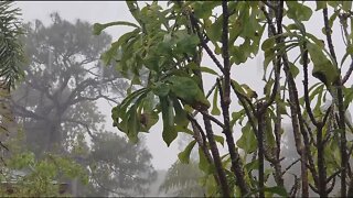 Som de Chuva para Dormir - Chuva Relaxante para acalmar e dar sono.