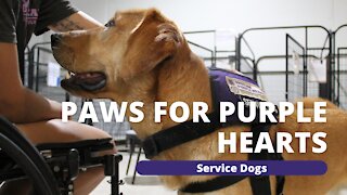 PTSD Service Dogs for Veterans