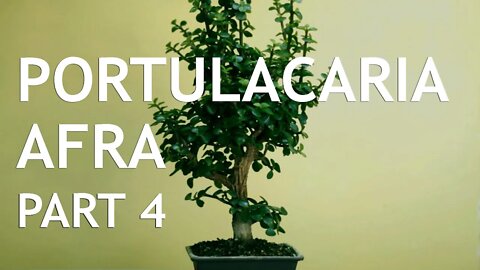 Portulacaria Afra (Dwarf Jade) Bonsai, from a cutting, 4