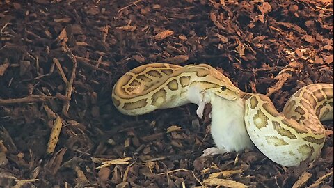 Invasive Burmese Python Smacks Rat!