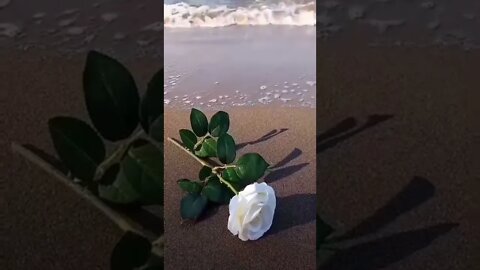 Love roses.! Beach