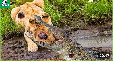 Lions fight crocodile 👀😱