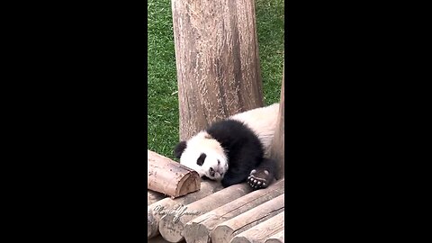 sleeping baby panda_huibao