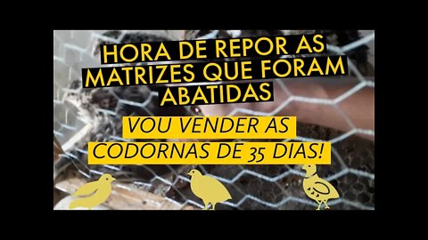 TROCANDO AS MATRIZES / ABATI AS VELHAS / CODORNAS COM 35 DIAS PARA VENDA