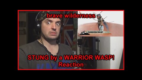 Reaction: STUNG by a WARRIOR WASP!