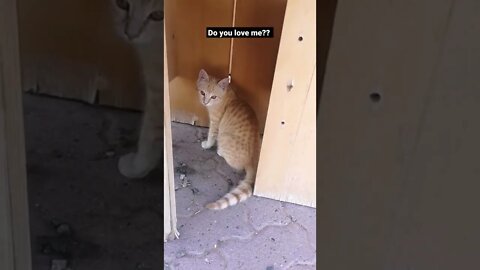 Funny and Cute Cat 😂| Adorable cat hiding under Table