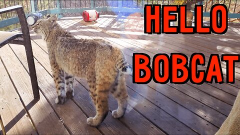 Bobcats Visited Us and I Got Video!