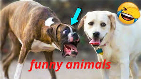 Funny animal video | cute animals video | funny dog&cat video part 4