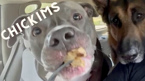 Dogs eating chicken nuggets in car. Cute and funny video.