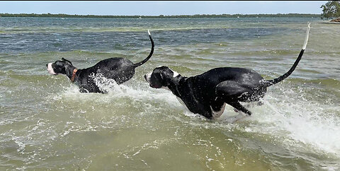 Great Danes Love To Bounce And Splash In The Surf